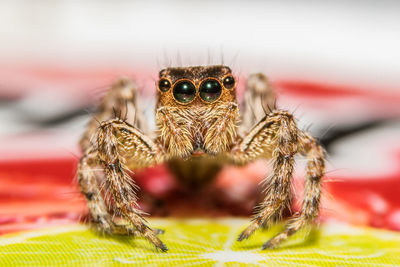 Close-up of jumping spider on table