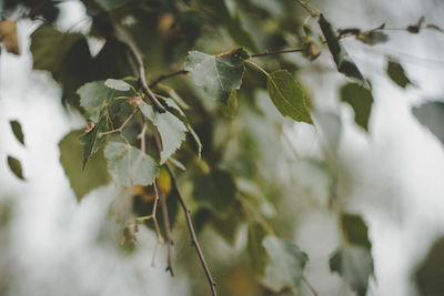 Close-up of fresh plant