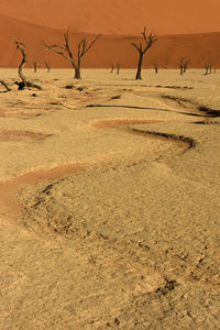 Bare tree on sand dune in desert