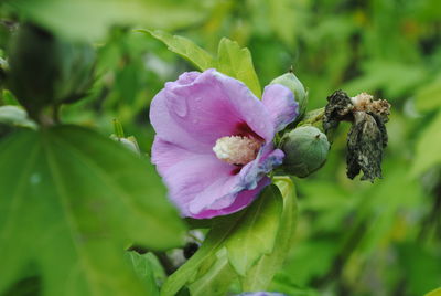 Close-up of pink flowering plant