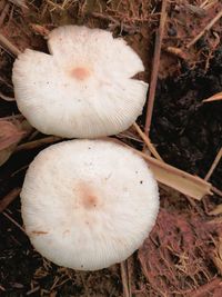 High angle view of mushrooms growing outdoors