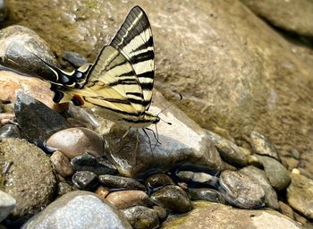 Butterfly on rock