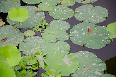 High angle view of lotus lily leaves floating on water