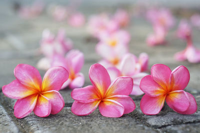 Yellow pink adenium flower with six petals 