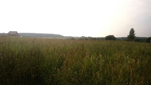Scenic view of field against clear sky