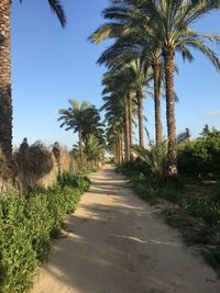 Palm trees on road against sky