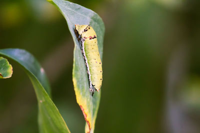 Close-up of insect on leaf