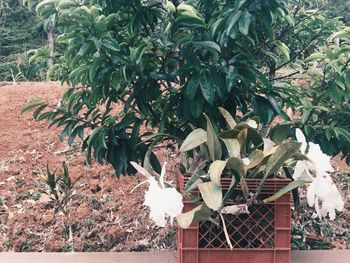 Close-up of plants