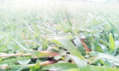 Close-up of grass in field