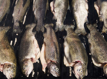 Full frame shot of trout on barbecue grill