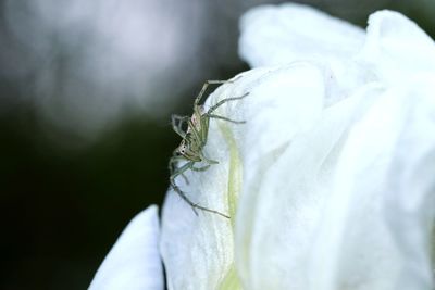 Close-up of insect on white flowering plant