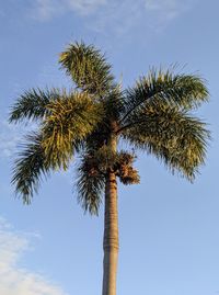 Low angle view of palm tree against clear blue sky
