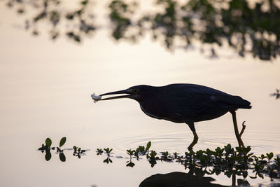 Silhouette of a green heron butorides virescens eating  bread in the shallow waters of a lake