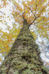 Low angle view of fresh autumn tree against sky