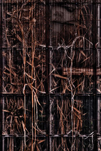 Full frame shot of bare tree at night