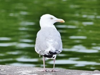 Close-up of seagull perching on a lake