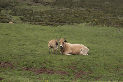 Horses in a field