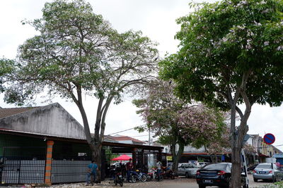 Cars on road by trees against buildings in city