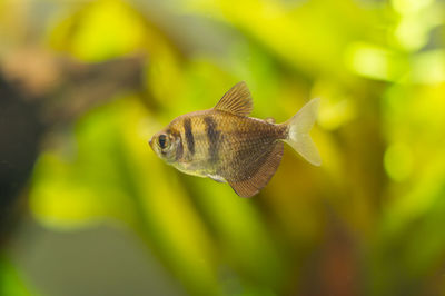 Aquarium fish barbus tetrazona