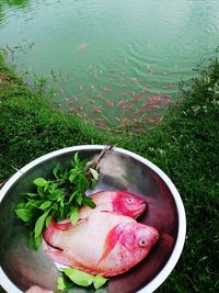 High angle view of plant in bowl on lake