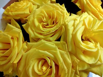 Close-up of yellow flowers