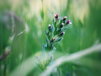 Close-up of purple flower buds on field