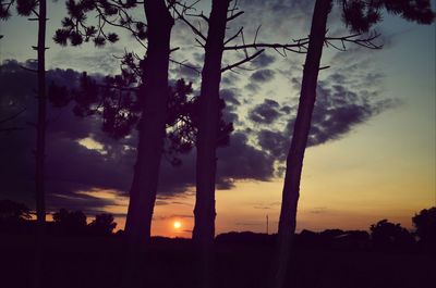 Silhouette of trees at sunset