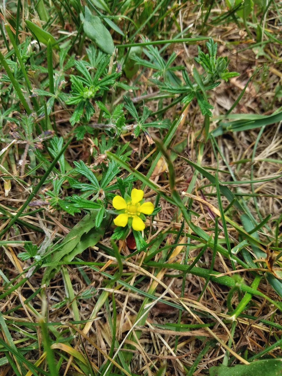 HIGH ANGLE VIEW OF FLOWERING PLANTS GROWING ON FIELD