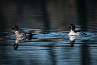 Ducks swimming in lake