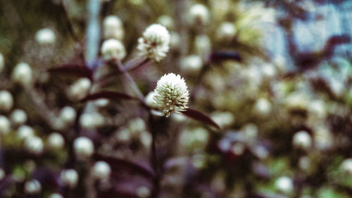 Close-up of fresh flowers