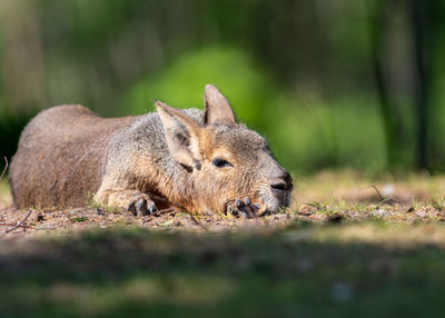 Lion lying in a field