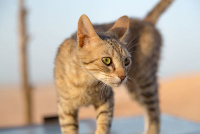 Close-up of cat