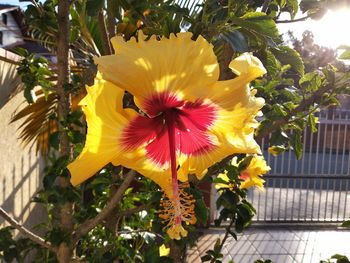 Close-up of yellow flowering plant