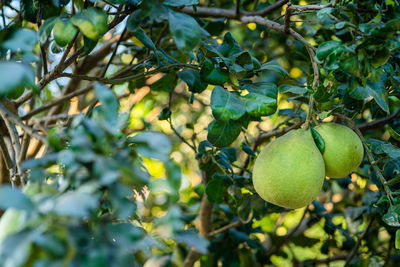 Close-up of fruits growing on tree