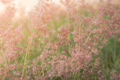 Close-up of flowering plants on field