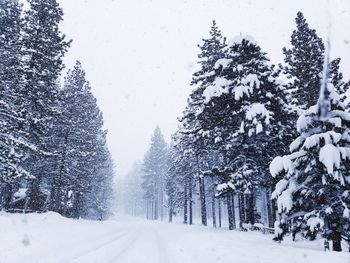 Snow covered land and trees against sky