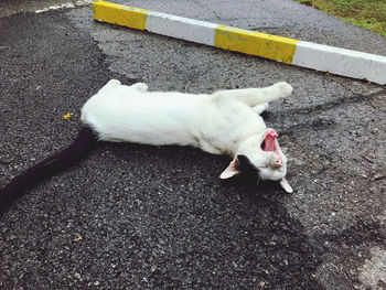 High angle view of cat lying on street