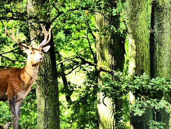 Giraffe in forest