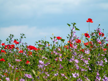 Close-up of red poppy flowers in field