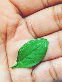 Cropped image of hand holding leaf
