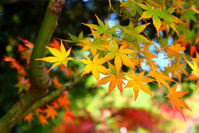 Close-up of leaves on tree branch