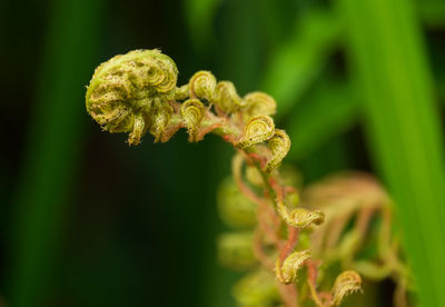 Close-up of fern frond.
