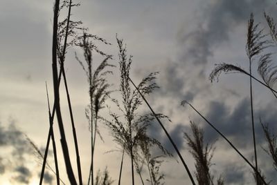 Close-up of plants against sky