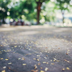 Surface level of road amidst leaves in city
