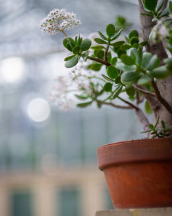 Close-up of potted plant