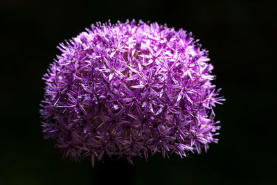 Close-up of purple flower against black background