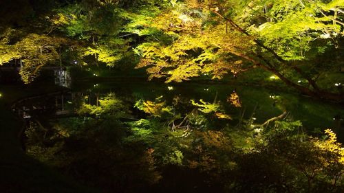 Reflection of trees in lake