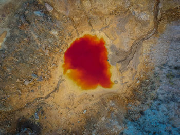 Close-up of jellyfish in water