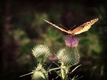 Close-up of butterfly pollinating on thistle