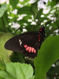 Close-up of butterfly pollinating flower